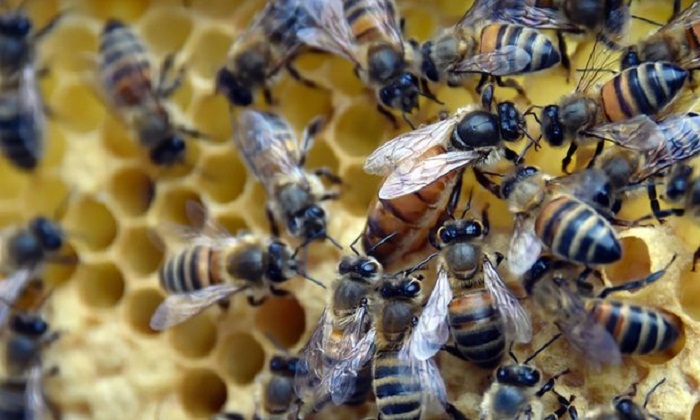 Europe should expand bee-harming pesticide ban, say campaigners 